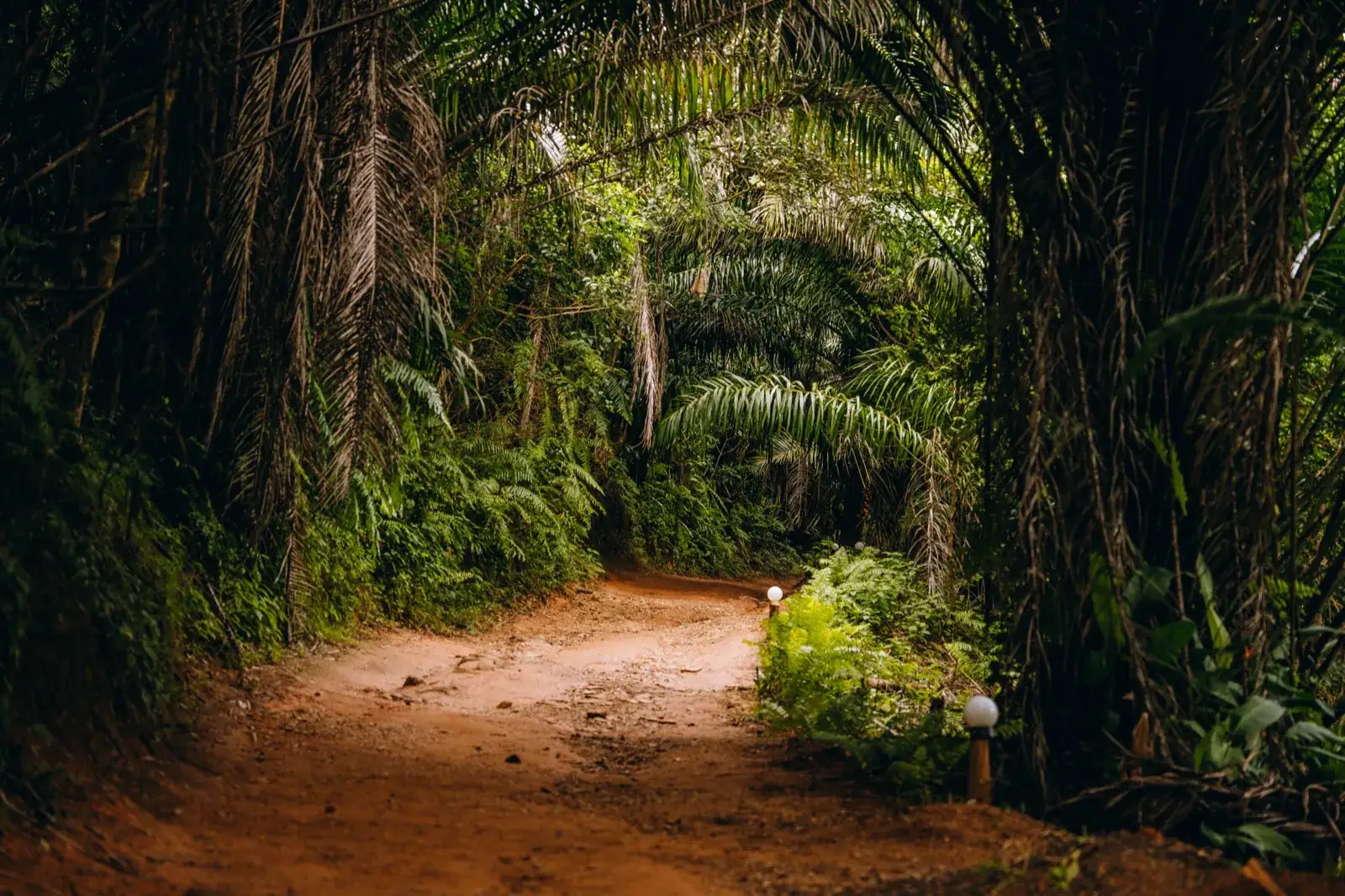 Forest path under an arch of rainforest trees
